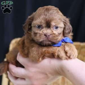 George (Mini), Shih Tzu Puppy